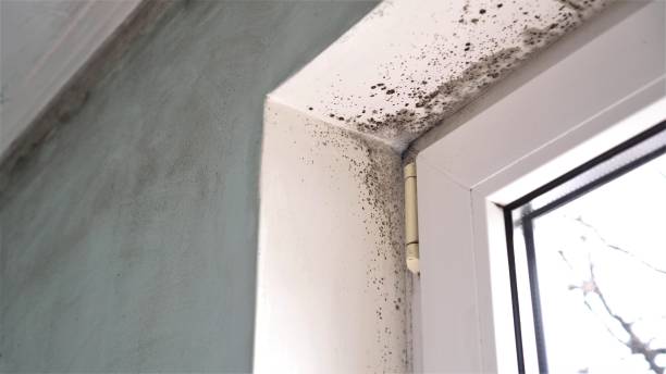 Best Mold Remediation for Specific Building Types in Pike Road, AL